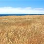 Mendocino Headlands State Park (SP)