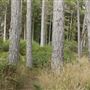 Belinda Point Public Access Trail
