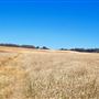 Historic Barns at Spring-Ranch Preserve located in Van Damme State Park (SP)