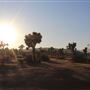 Joshua Tree Garden / Joshuatreezone19
