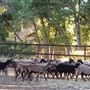 Oreana Winery & Vineyard - Fisco