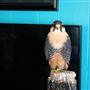 West Coast Falconry