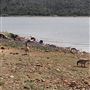 Collins Lake