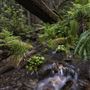 Kruse Rhododendron State National Reserve (SNR)