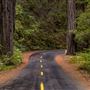 Mailliard Redwoods State Natural Reserve (SNR)