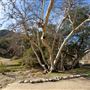 Placerita Canyon State Park (SP) / Placerita Canyon Natural Area / Placerita Nature Center