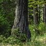 Reynolds Wayside Campground State Park (SP)