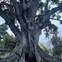 Swiss Family Robinson / Tarzan Treehouse - one of the models for the Disneyland Walk-Through Attraction