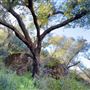 Canyon Ranch
