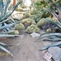 Moorten Botanical Garden