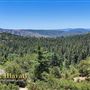Idyllwild Nature Center - Forest