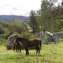 Stone Meadows Ranch