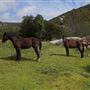 Stone Meadows Ranch