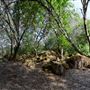 Olive Ranch