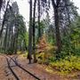 Yosemite Mountain Sugar Pine Railroad