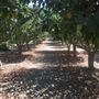 Colvard Ranch / Painted Pony Farm