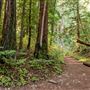 Henry Cowell Redwoods State Park (SP)
