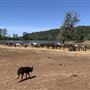 Wild Horse Sanctuary