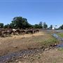Wild Horse Sanctuary