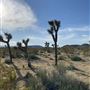 Joshua Tree Barren Landscape
