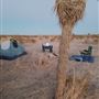 Desert Bliss
