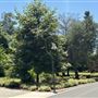 Lacy Park