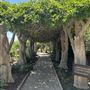 Huntington Library, Art Museum, and Botanical Gardens