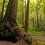 Butano State Park (SP)