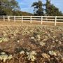 Driftwood Ranch
