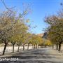 Tejon Ranch