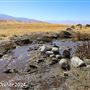 Tejon Ranch