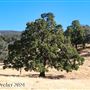 Tejon Ranch