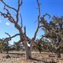 Tejon Ranch