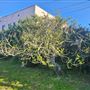 Front yard in quiet Long Beach Neighborhood