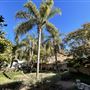 Wattles Mansion & Gardens