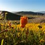 Antelope Valley California Poppy Reserve State Natural Reserve (SNR)