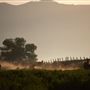 Rankin Ranch - California Cattle & Guest Ranch