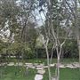 Northridge/Sherwood Forest Acre Lot