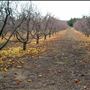 Calico Ranch Apple Orchard
