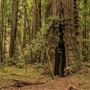 Armstrong Redwoods State Natural Reserve (SNR)
