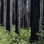 Big Basin Redwoods State Park (SP)
