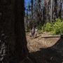 Big Basin Redwoods State Park (SP)