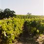 Lodi
