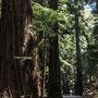 Armstrong Redwoods State Natural Reserve (SNR)