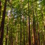 Armstrong Redwoods State Natural Reserve (SNR)