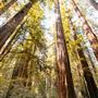 Armstrong Redwoods State Natural Reserve (SNR)