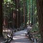 Armstrong Redwoods State Natural Reserve (SNR)