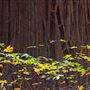 Armstrong Redwoods State Natural Reserve (SNR)