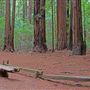 Armstrong Redwoods State Natural Reserve (SNR)