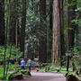 Armstrong Redwoods State Natural Reserve (SNR)